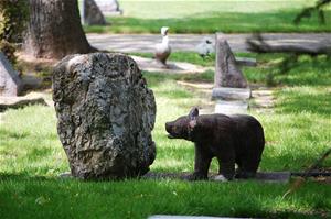 Bear in baby section