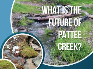 What is the future of Pattee Creek?